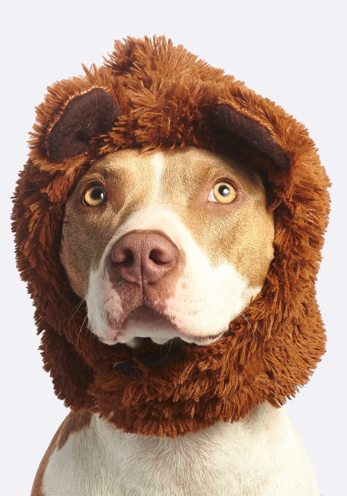 dog-with-brown-faux-fur-headband-800330